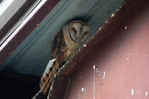 Owl, Barn, 2010-06306219 Antelope Island SP, UT